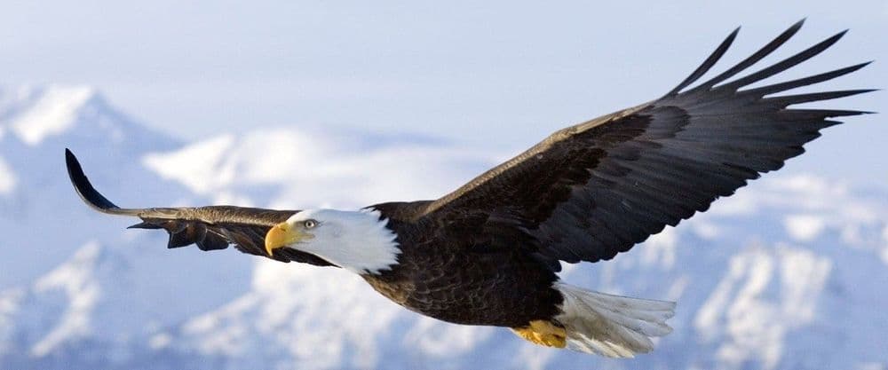 Imagen de la entrada "Águila y gallina"